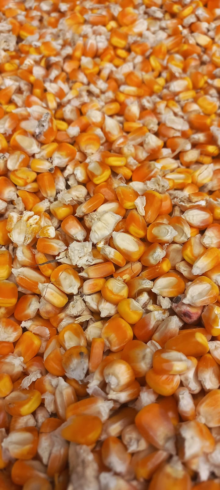 Maize 3
